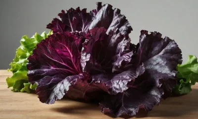 Purple Lettuce