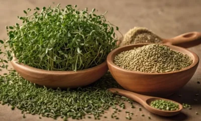 Alfalfa Seeds