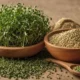 Alfalfa Seeds